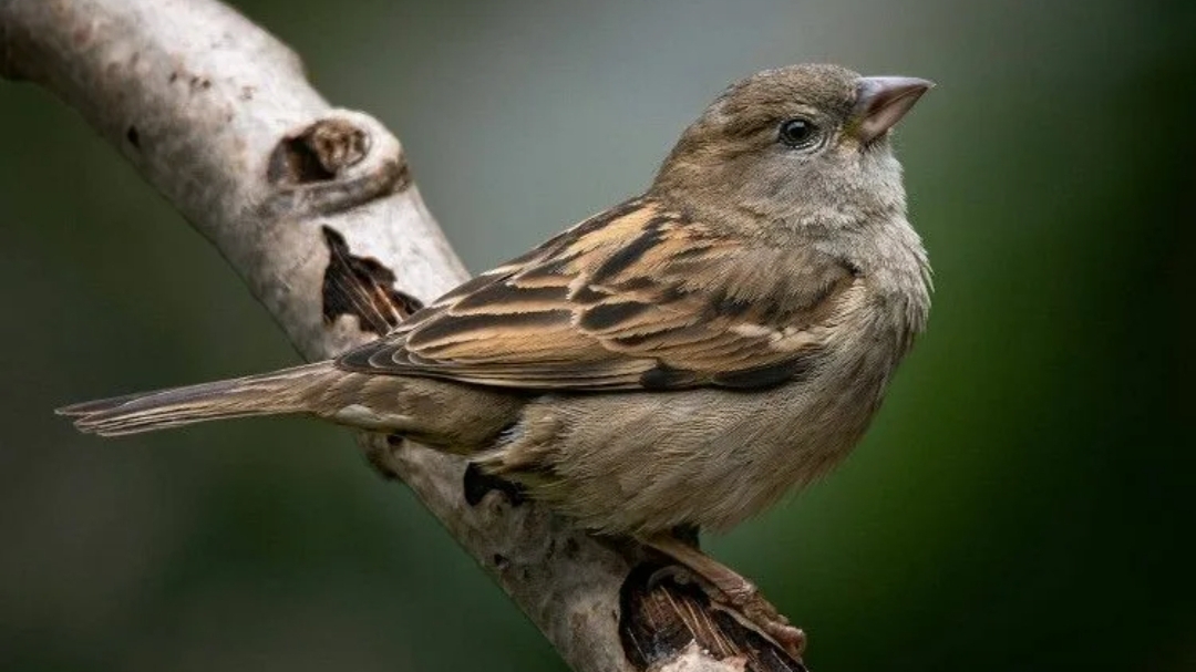 Колыбельная сказка про воробья