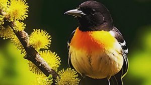 Звук природы. Птицы. Иволга на селе