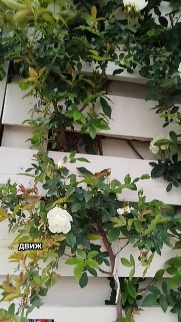 5‑й рассвет: побеждаю отговорки и встаю в 5:00