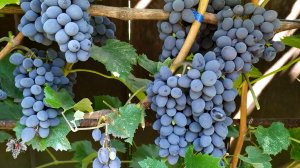 Кишмиш Юпитер Ростов-на-Дону | Донская Лоза