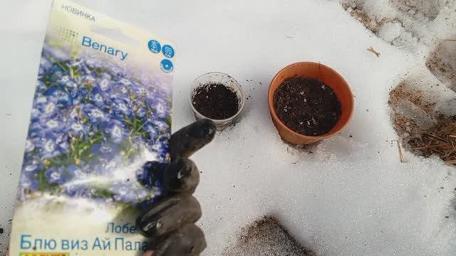 Посадила ЛОБЕЛИЮ и ВИОЛУ 🌼