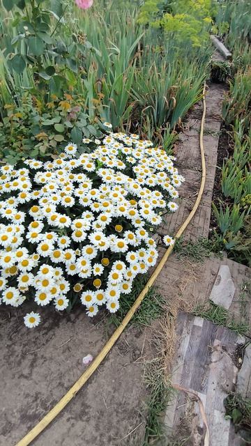 Нивяник СПУН ФУЛ ОФ ШУГА