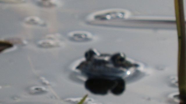 Кадры дня 13 апреля 2026 / Ижора. Межстоличье.