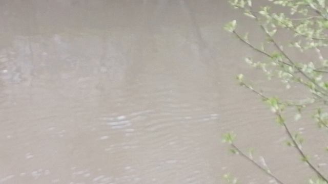 Оккервиль с селезнем