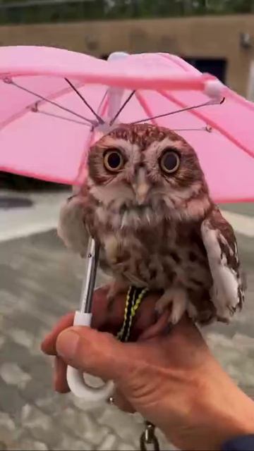 VID_20260418_122429_957.mp4