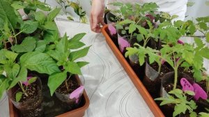 обзор рассады томатов, перца 2026