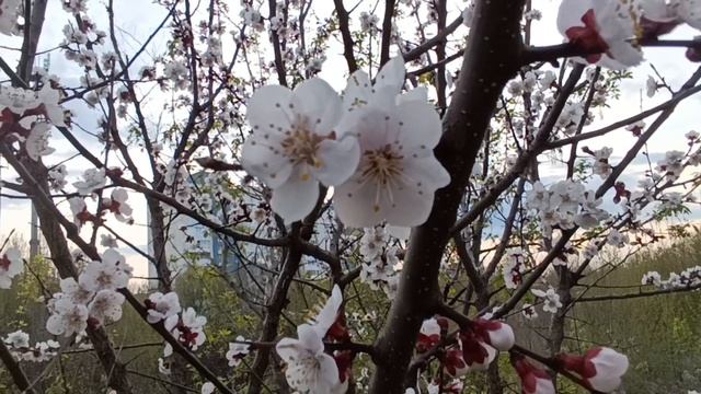 ВАГРАМ ВАЗЯН.. **ДУША*