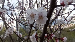 ВАГРАМ ВАЗЯН.. **ДУША*"ЗАМЕЧАТЕЛЬНАЯ ДУШЕВНАЯ ПЕСНЯ. УЖЕ ЦВЕТЁТ ЯБЛОНЯ. КРАСИВОЕ ИСПОЛНЕНИЕ. БРАВО🥰