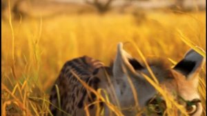 Мультсериал ”Бёка и Бёня”. 4 серия «Лучшая команда саванны»