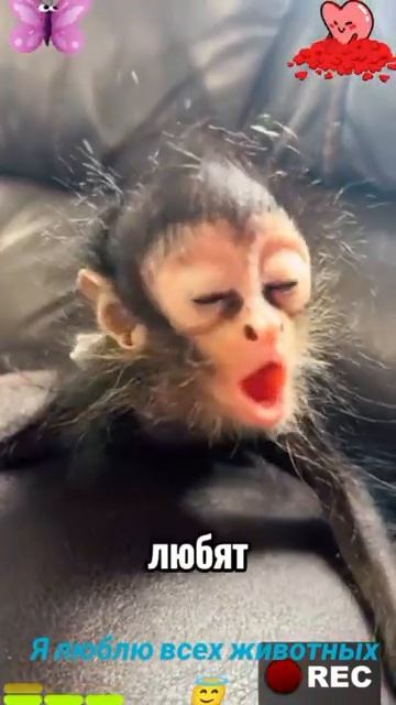 Животные-приколы и не только😉😅