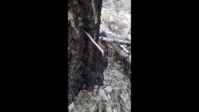 Берёзовый сок