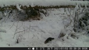 Видео от Красноярская тайга. Фотоловушки