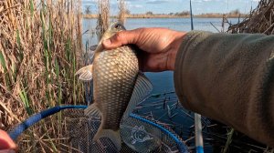 На этом дикаре в камышах половил на удочку карася весной 2026