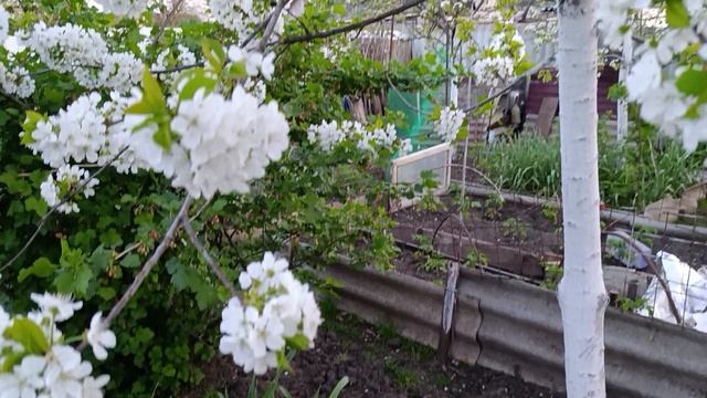 Красивый тюльпан