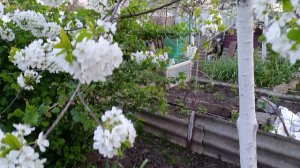 Красивый тюльпан