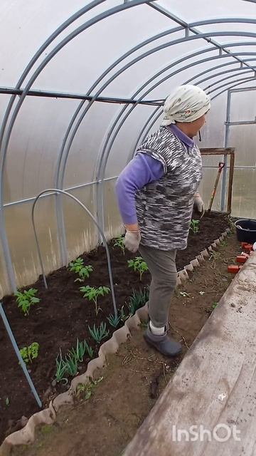 18 апреля. рассада в необогреваемую теплицу