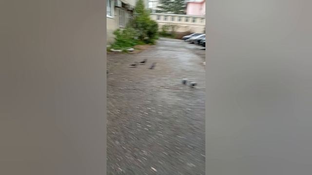 гуляю с собакой часть 4.