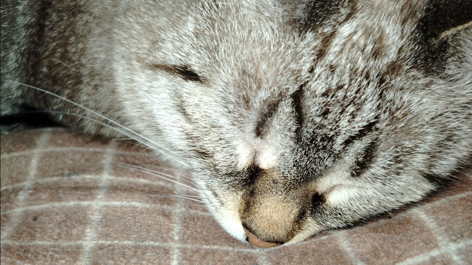 Моя кошка Бося