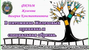 В питомнике Железовых прививка и специальная обрезка.