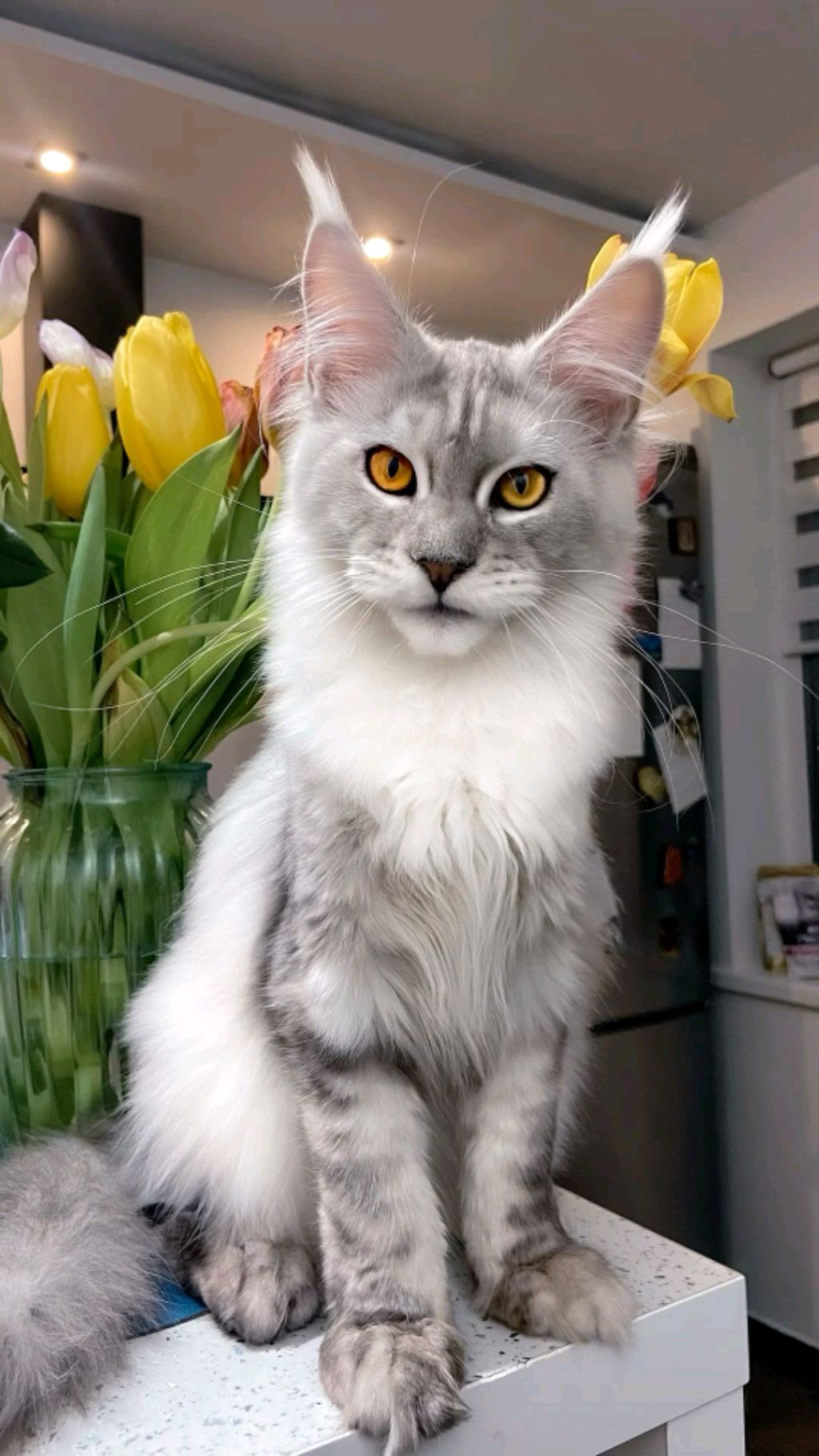 мои все лабубу