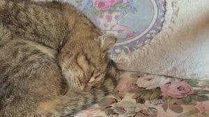 Наслаждаясь уютными днями в деревне / Находим красоту в простых вещах