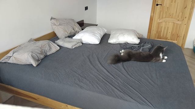 Без помощи котиков не справится!