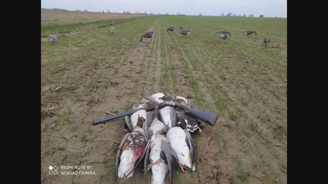 ОХОТА НА ГУСЯ, В ОДИНОЧКУ