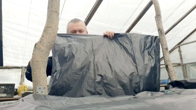 Грибы Вешенка весной в теплице.