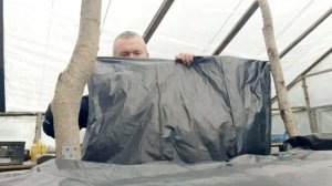 Грибы Вешенка весной в теплице.