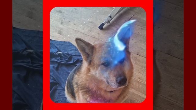 1000056355.mp4 Собака наблюдает за устройством лестницы на 2-ой этаж в доме А-фрейм