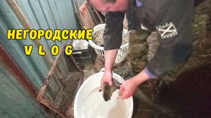 Профилактическое купание НУТРЯТ в растворе креолина. 17.04.26.