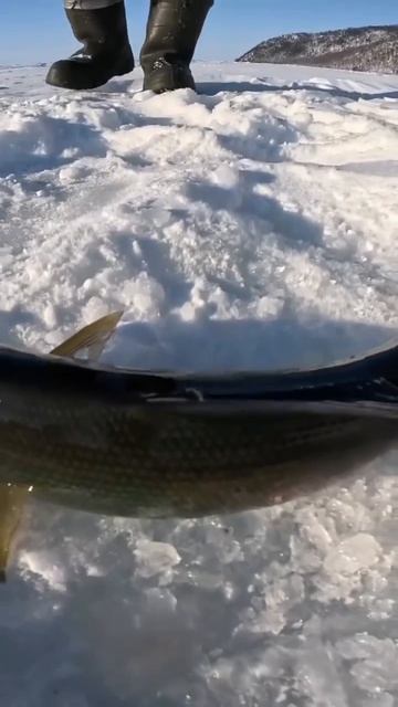 Клип @zatropheem