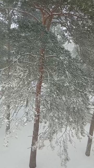 В Сибирь опять пришла зима🥶 (Ангарск18.04.2026)