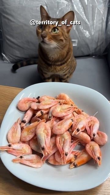 Так ты будешь креветки? #cats #кошки #cat #смешныекошки #забавныекошки