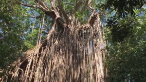 Фиговое дерево «Занавес» — 500-летний фикус-душитель. Curtain Fig Tree, North Queensland. 帘榕树