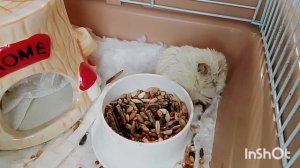 Метруся.17.04.2026