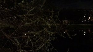 природа 🌳🍃🌿☘️.mp4