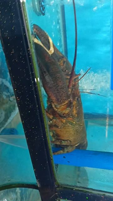 МЫ В КИТАЕ-АКВАПАРКЕ🐟🐠🦈