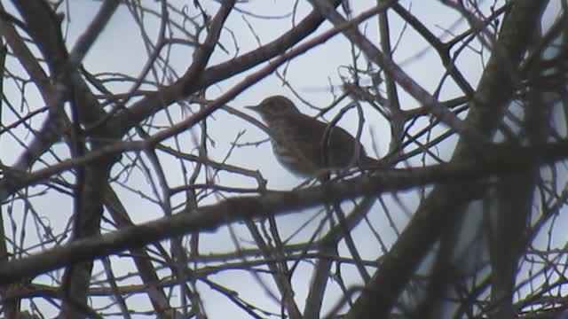Певчий дрозд. Пение певчего дрозда в вечерних сумерках