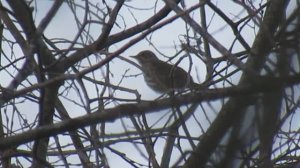 Певчий дрозд. Пение певчего дрозда в вечерних сумерках
