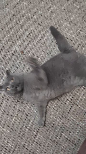 Стихи с котом,про утку и слона.