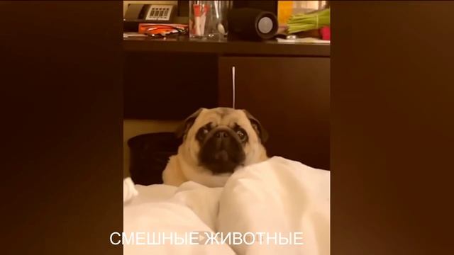 СМЕШНЫЕ ЖИВОТНЫЕ