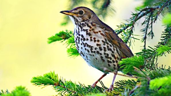 Дрозды! Поёт Геннадий Белов