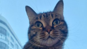 #кот
