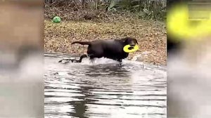 Всячинки