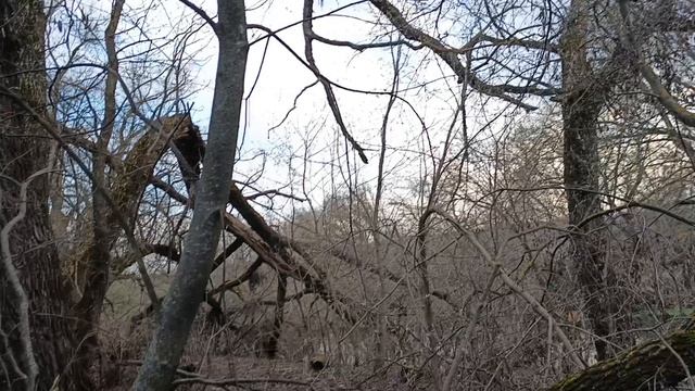 18.04.2026. Прогулка вдоль реки. Как найти бобра.