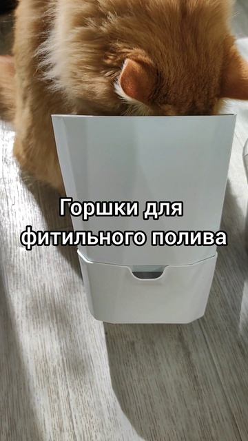 Секретная пересадка БЕГОНИИ на ПЫШНОЕ ЦВЕТЕНИЕ!