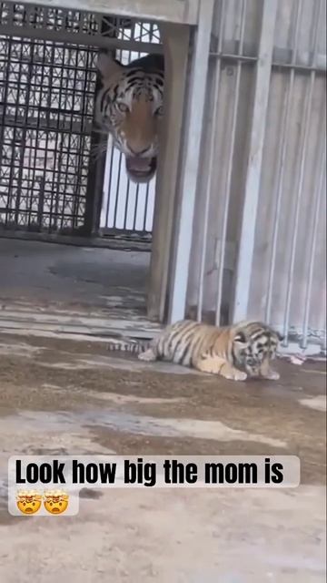 VID_20260417_131813_160.mp4