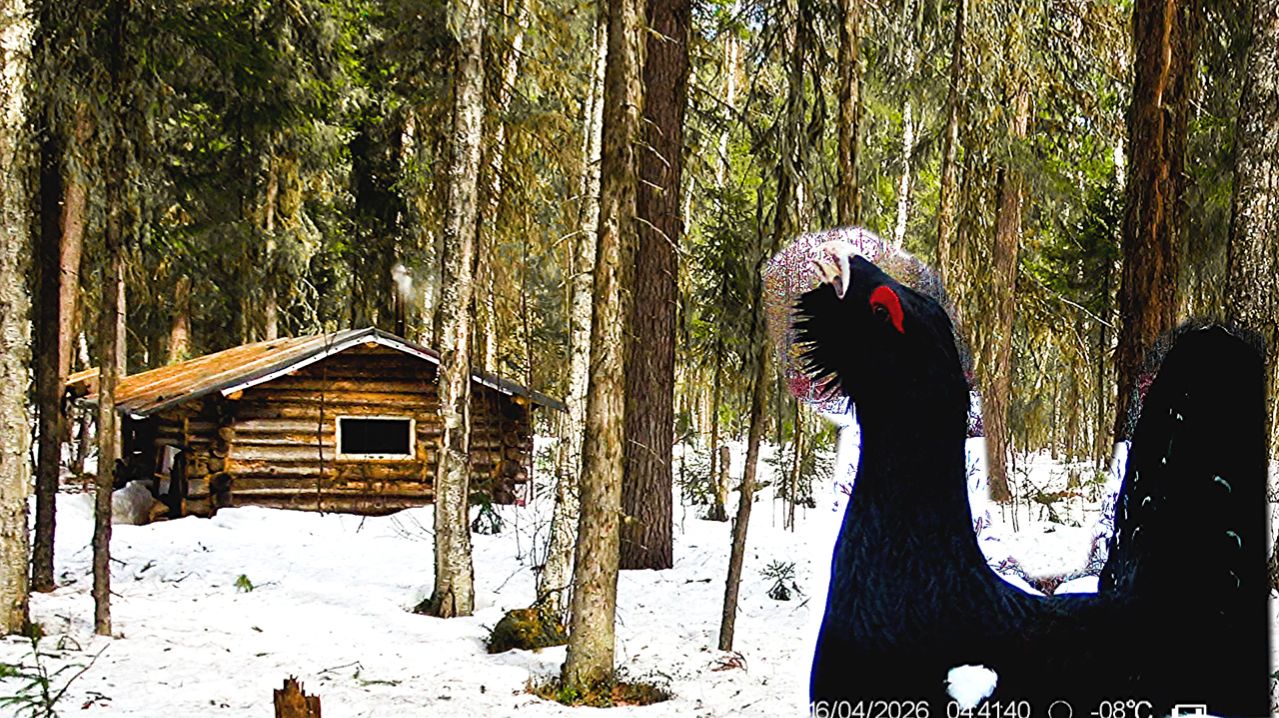 Весна в тайге. Нашёл глухарей