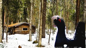 Весна в тайге. Нашёл глухарей